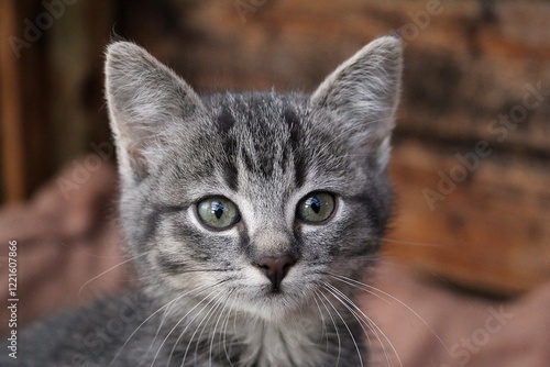 Wallpaper Mural pretty head portrait of a gray tabby kitten in front of a wooden background Torontodigital.ca