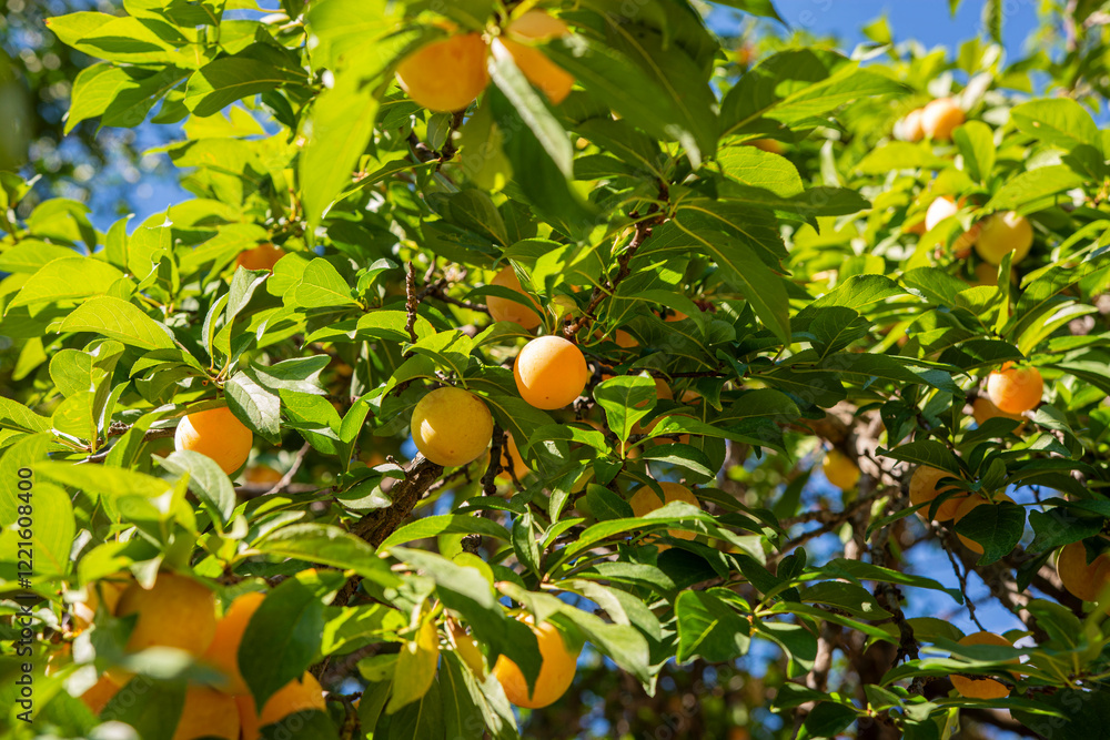 A tree with many ripe peaches hanging from it A tree with many ripe peaches hanging from it