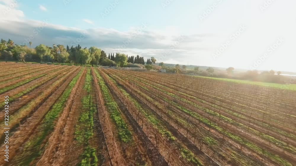 Aerial fpv video of Mitzpe Tal palm trees and vineyards Israel Aerial fpv video of Mitzpe Tal palm trees and vineyards Israel
