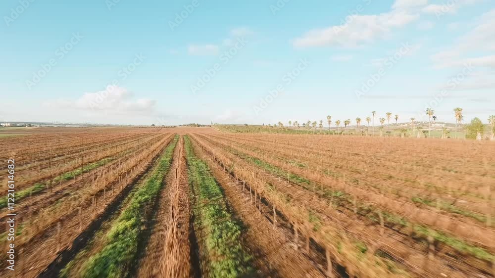 Aerial fpv video of Mitzpe Tal palm trees and vineyards Israel Aerial fpv video of Mitzpe Tal palm trees and vineyards Israel