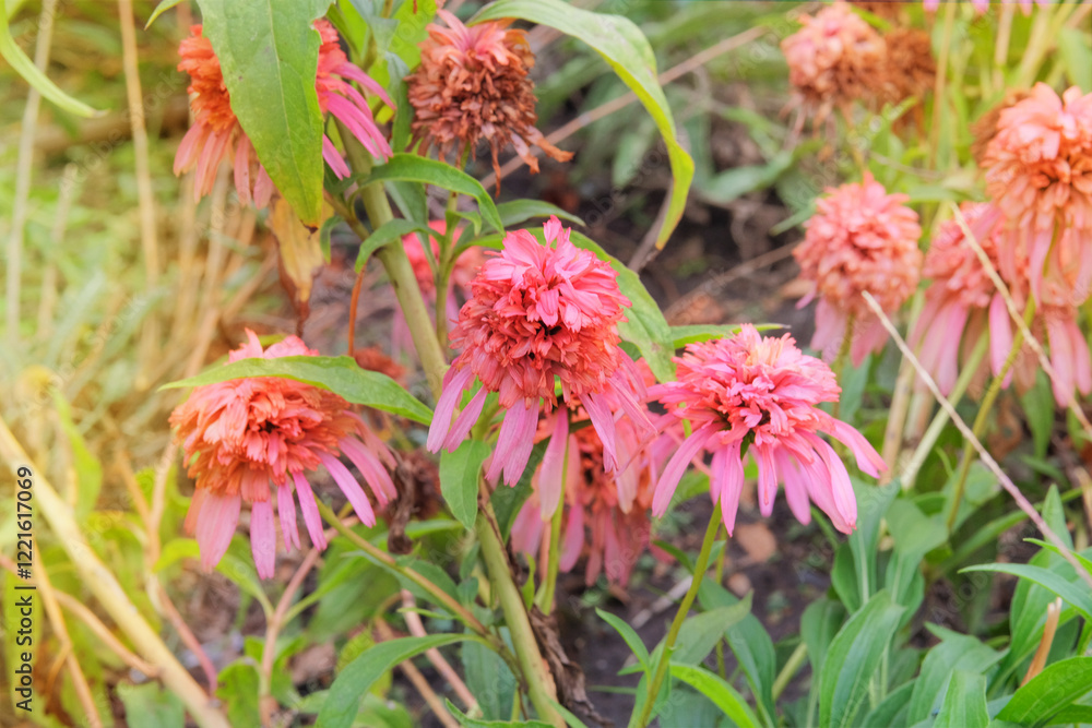 Flowers of Echinacea Marmalade is growing in autumn garden. Echinacea grows in meadow or open areas. Cottage garden. Sunny day. Flowers of Echinacea Marmalade is growing in autumn garden. Echinacea grows in meadow or open areas. Cottage garden. Sunny day.