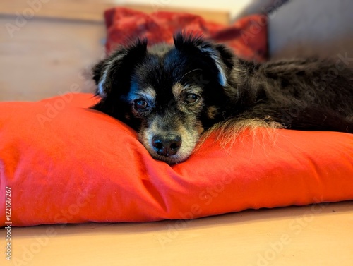 Senior Dog on a red Pillow 