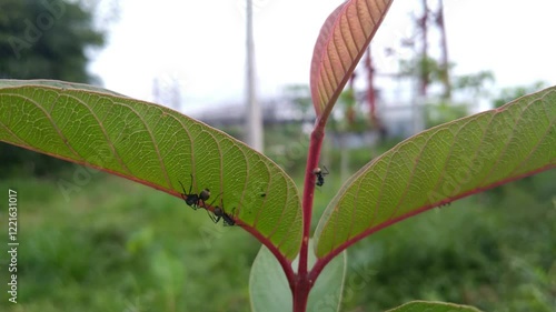 Wallpaper Mural Ants Climbing Up and Down Leaf Stem Torontodigital.ca