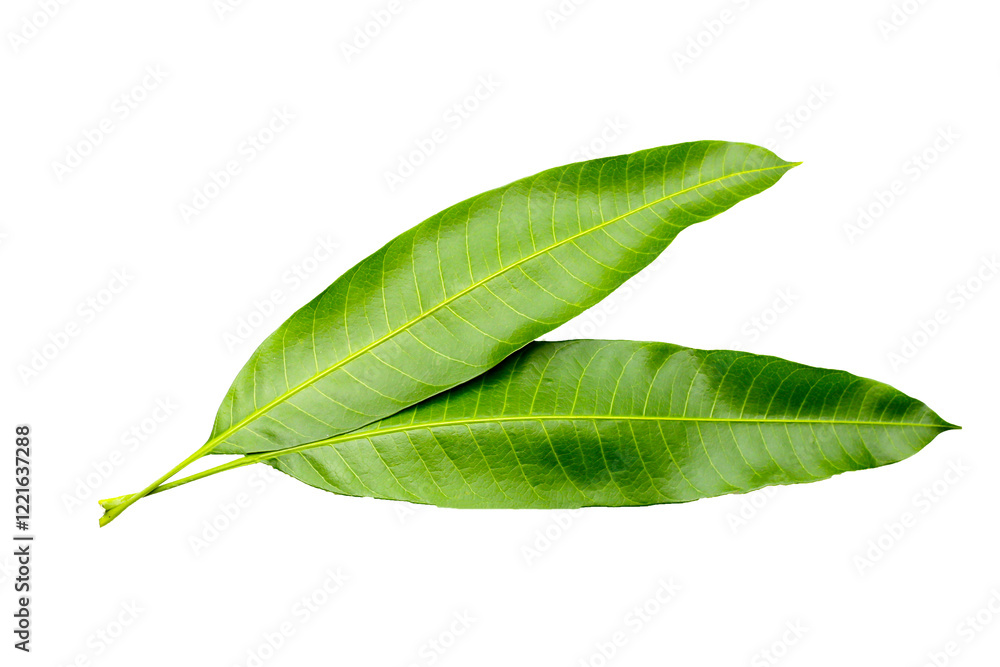 Obraz premium Mango leaves on white background.