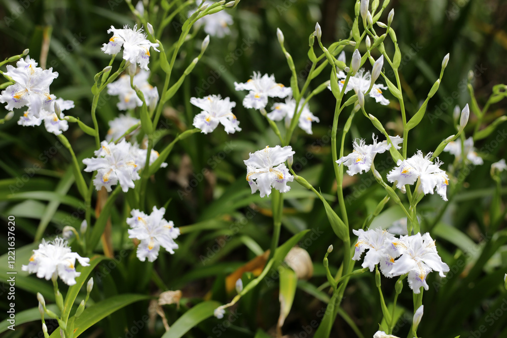 Beautiful Iris japonica flower in Japan park Beautiful Iris japonica flower in Japan park