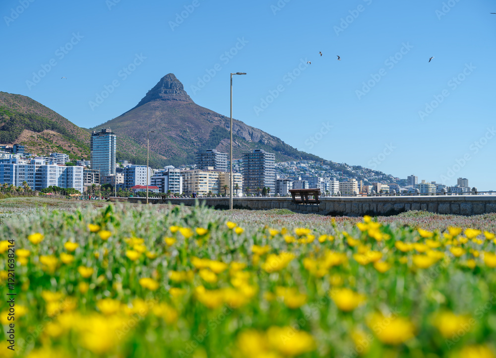 View of Lion's Head from Sea Point Promenade park with yellow flowers, Cape Town, South Africa