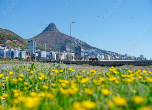 Obraz na płótnie View of Lion's Head from Sea Point Promenade park with yellow flowers, Cape Town, South Africa w salonie