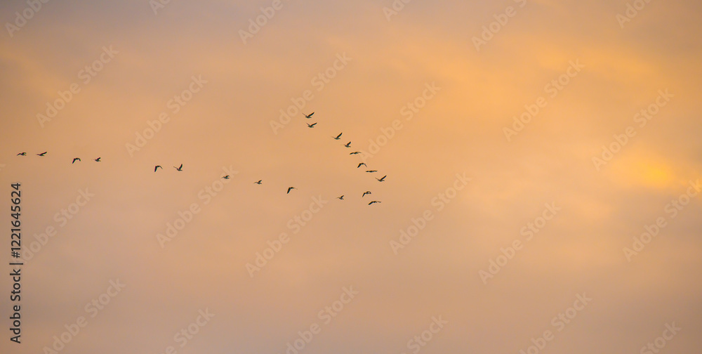 Obraz premium Birds flying in a blue cloudy sky in the light of sunrise in winter, Almere, Flevoland, The Netherlands, January 26, 2025