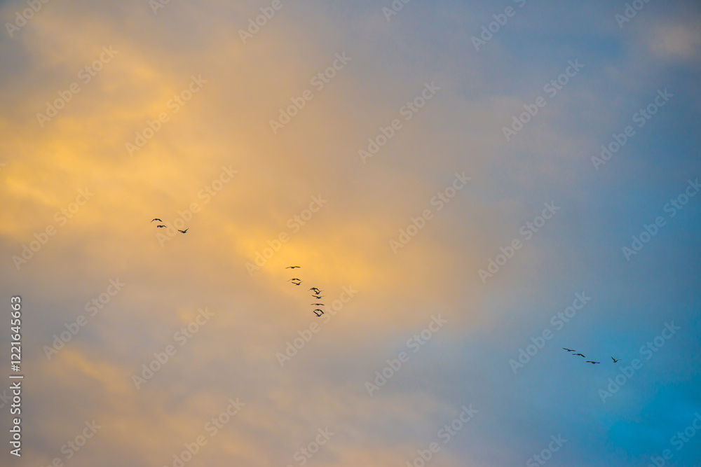 Obraz premium Birds flying in a blue cloudy sky in the light of sunrise in winter, Almere, Flevoland, The Netherlands, January 26, 2025