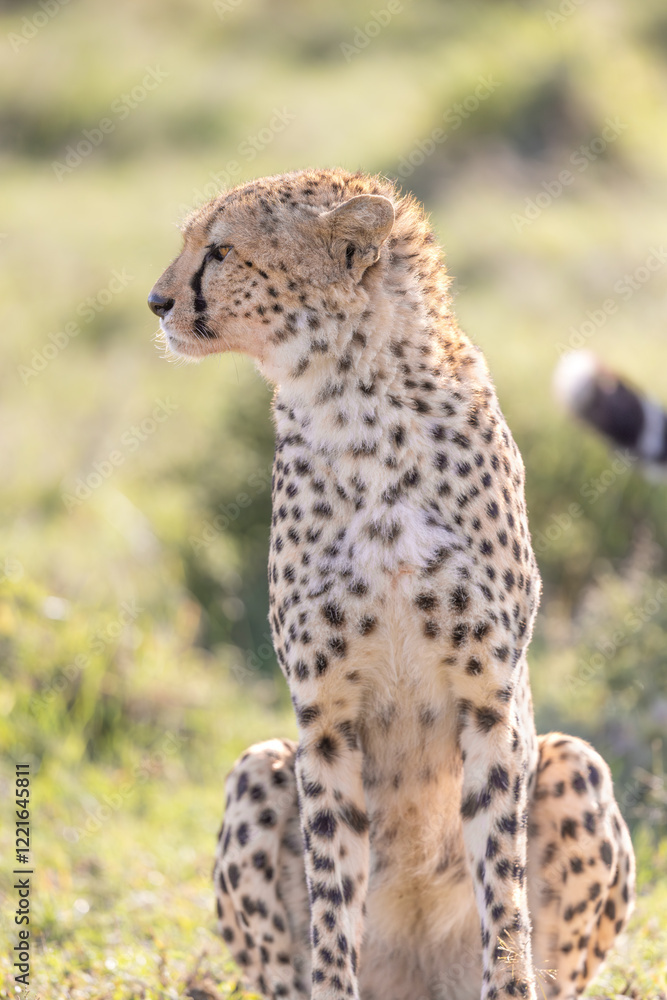 Naklejka premium Serious Cheetah