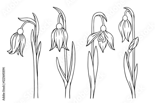 Line sketch of spring snowdrop flower. Vector graphics.