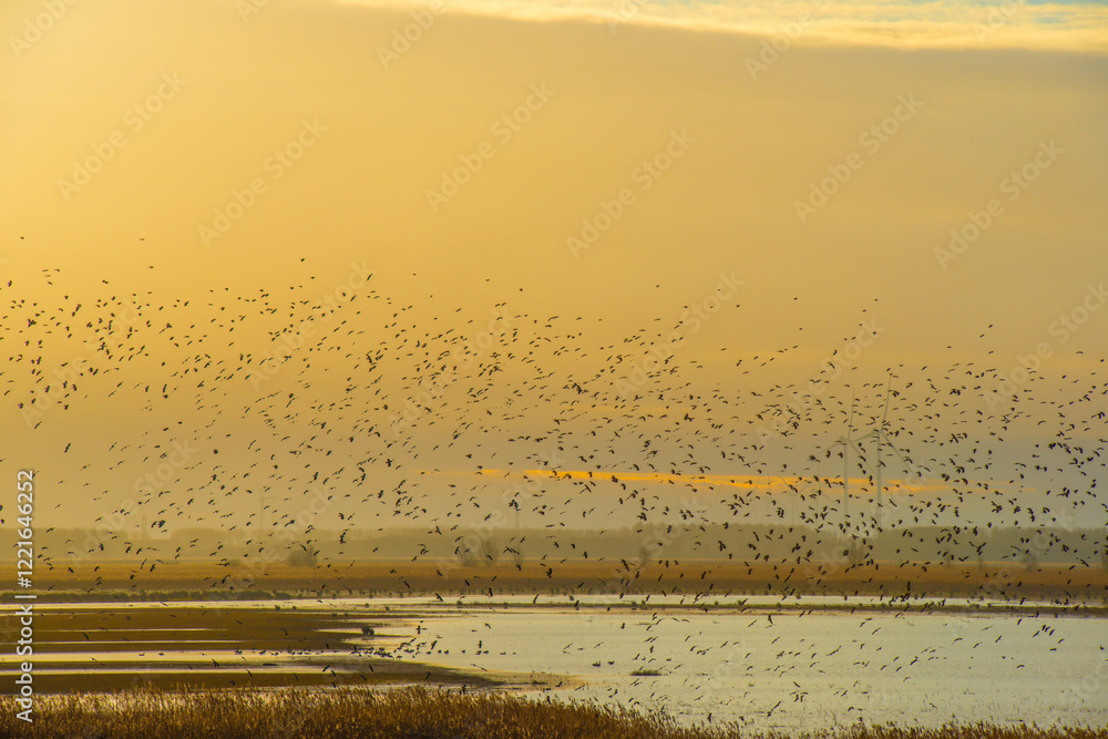 custom made wallpaper toronto digitalBirds flying over a lake in a yellow cloudy sky in the light of sunrise in winter, Almere, Flevoland, The Netherlands, January 26, 2025