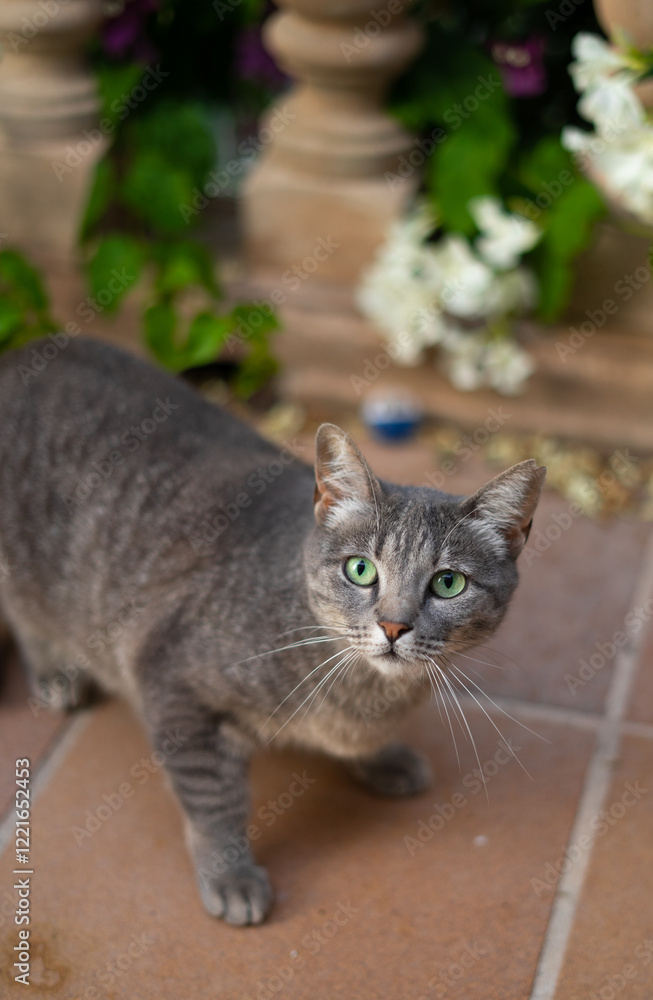 Fototapeta premium Grey cat in the garden