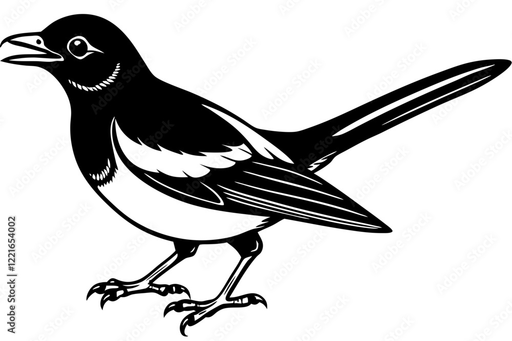 Obraz premium Magpie Robin isolated on white background vector art illustration