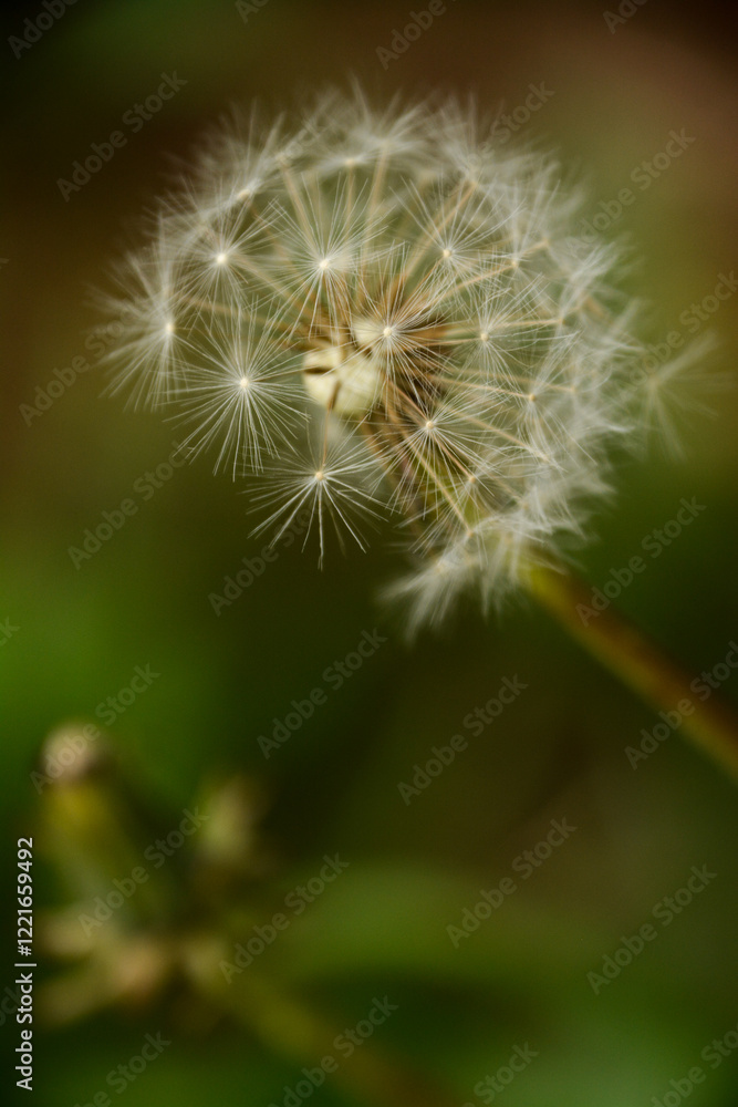 Fototapeta premium Delicate Dance of Dandelion seeds