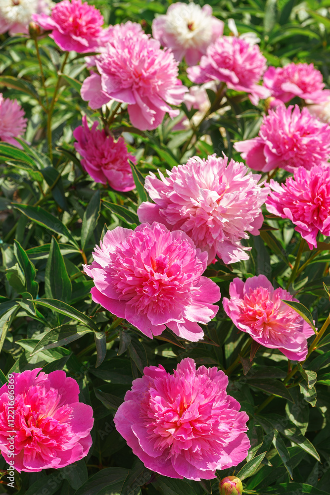 Vibrant fresh pink peony flower bush in full bloom in the garden or park in sunny day, flowerbed. Summer natural floral background, wallpaper. Gardeing, breeding, growing flowers Vibrant fresh pink peony flower bush in full bloom in the garden or park in sunny day, flowerbed. Summer natural floral background, wallpaper. Gardeing, breeding, growing flowers