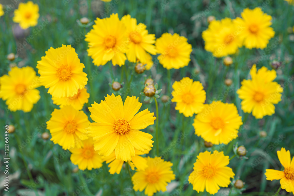 Coreopsis lanceolata, Lanceleaf Tickseed or Maiden eye on meadow, field blooming in summer. Nature, plant, floral background. Yellow flower lance leaved Coreopsis in bloom, close up, macro, top view Coreopsis lanceolata, Lanceleaf Tickseed or Maiden eye on meadow, field blooming in summer. Nature, plant, floral background. Yellow flower lance leaved Coreopsis in bloom, close up, macro, top view