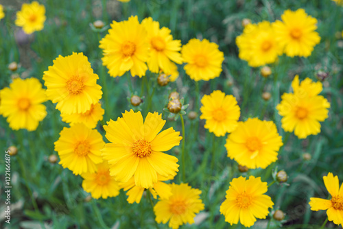 Coreopsis lanceolata, Lanceleaf Tickseed or Maiden eye on meadow, field blooming in summer. Nature, plant, floral background. Yellow flower lance leaved Coreopsis in bloom, close up, macro, top view photo