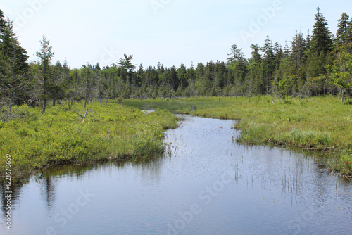 Stream at a wetland near Jordan Pond at Acadia National Park in Maine photo