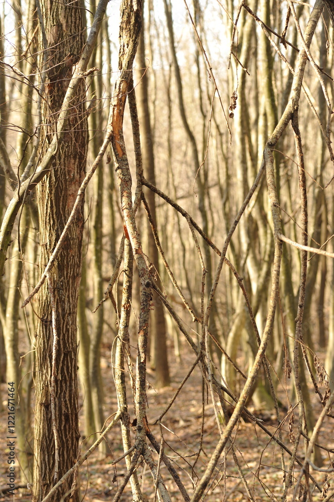 Fototapeta premium Beech trees in the autumn forest