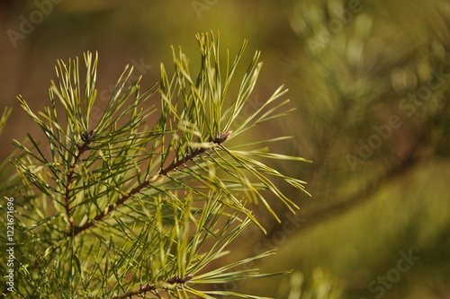 Pine branches, green needles in the forest
