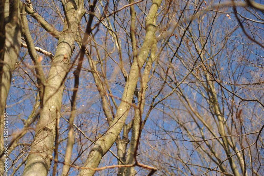 Obraz premium Gray branches on beech trees in the forest, blue autumn sky