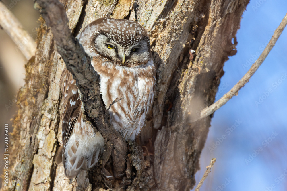 A close-up of Boreal owl (Aegolius funereus) or Tengmalm's owl in winter A close-up of Boreal owl (Aegolius funereus) or Tengmalm's owl in winter