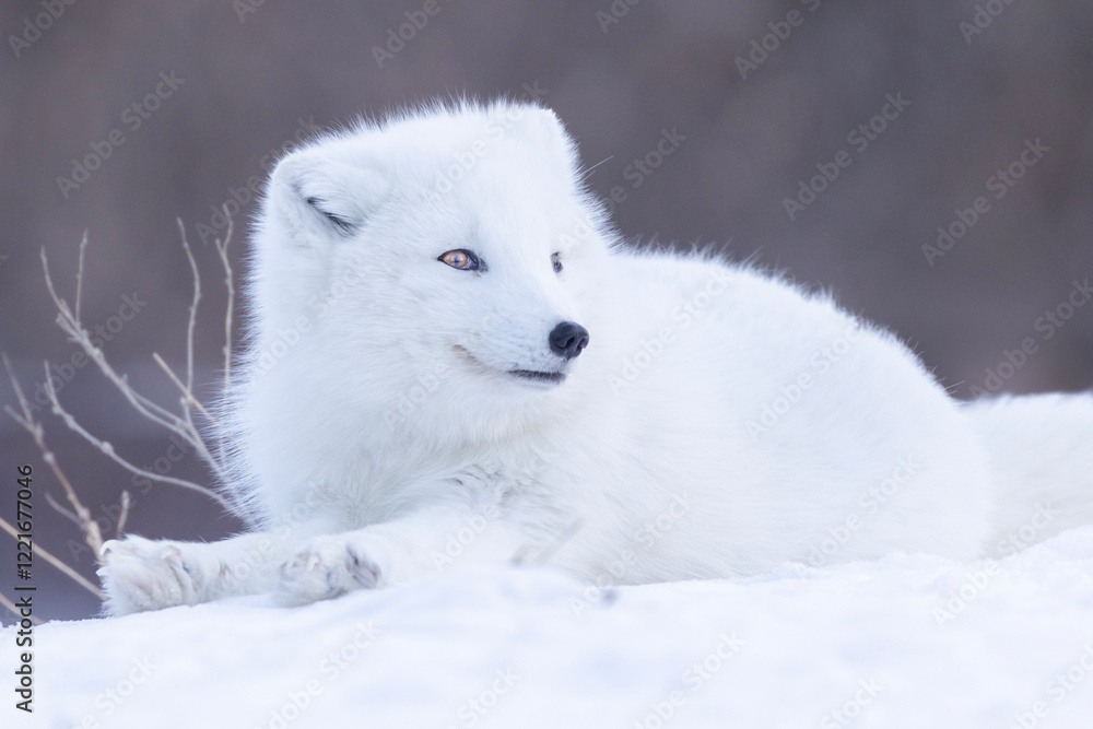 Arctic fox (Vulpes lagopus) in winter Arctic fox (Vulpes lagopus) in winter