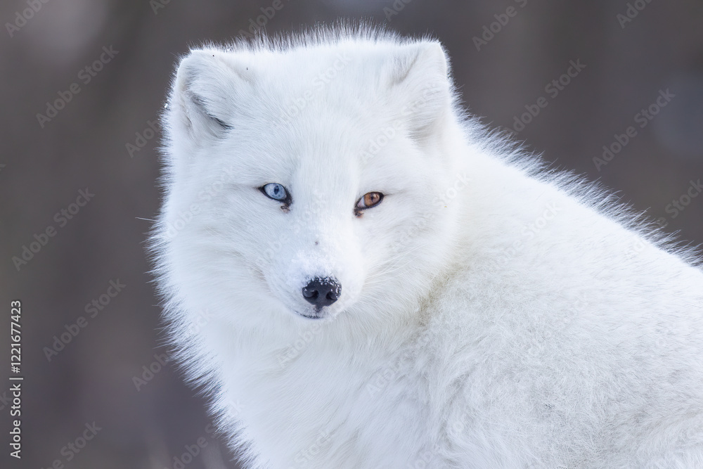 Artic fox with Heterochromia (Vulpes lagopus) in winter Artic fox with Heterochromia (Vulpes lagopus) in winter
