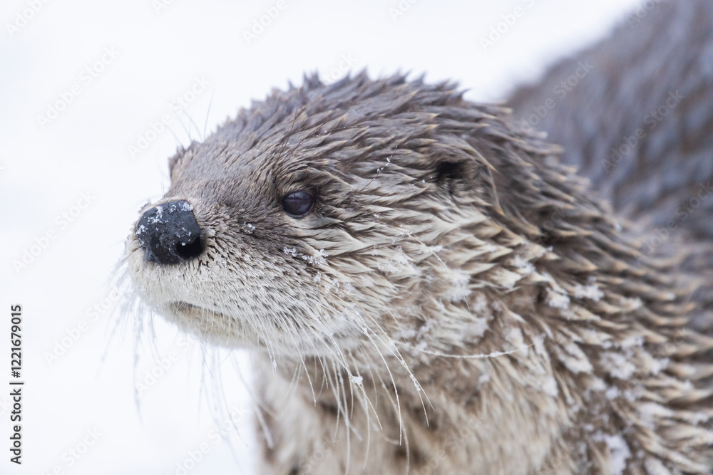 American river otter (Lontra canadensis) in winter American river otter (Lontra canadensis) in winter