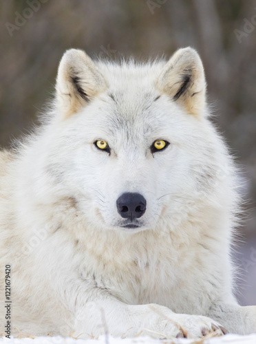 Portrait of timber wolf in Canadian winter photo