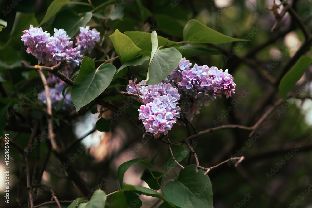 Branch with spring lilac flowers. Blooming spring background. Lilac background Branch with spring lilac flowers. Blooming spring background. Lilac background