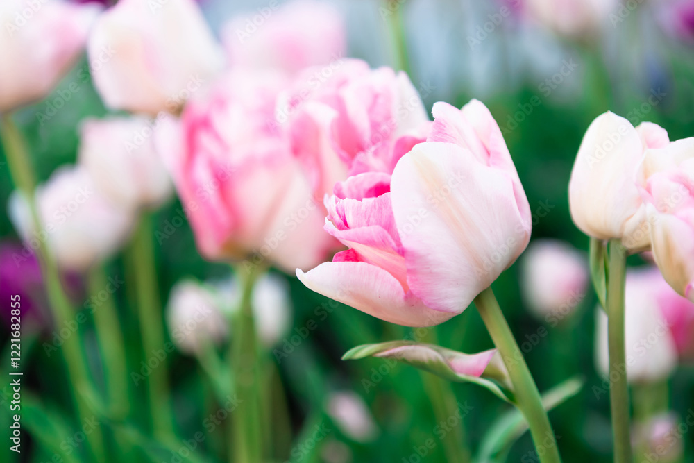 Multicolor flowerbed of tulips spring flowers. Beautiful spring background Multicolor flowerbed of tulips spring flowers. Beautiful spring background