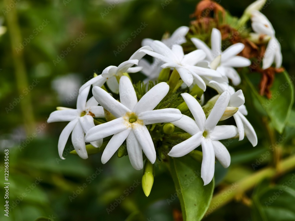 Star jasmine flower (Jasminum multiflorum) with blur background Star jasmine flower (Jasminum multiflorum) with blur background