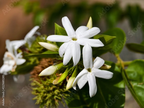 Star jasmine flower (Jasminum multiflorum) with blur background photo