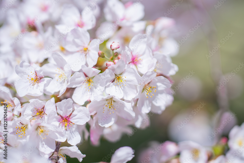 Spring cherry blossom with blue sky background. White cherry flowers on spring time. Close up photo of white blossoming cherry tree branch. White flowers of the cherry blossoms on a spring day. Spring cherry blossom with blue sky background. White cherry flowers on spring time. Close up photo of white blossoming cherry tree branch. White flowers of the cherry blossoms on a spring day.
