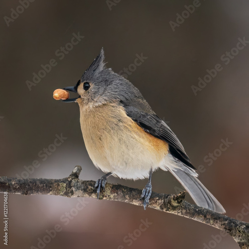 titmouse with a seed