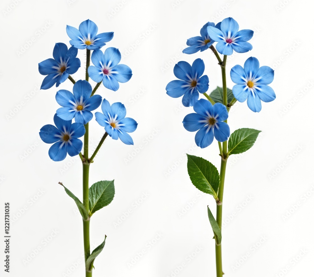 Close up view of isolated beautiful blue forget-me-not flowers. Delicate flowers set against plain white background. Floral elements with stems, leaves. Perfect for spring, floral, garden theme Close up view of isolated beautiful blue forget-me-not flowers. Delicate flowers set against plain white background. Floral elements with stems, leaves. Perfect for spring, floral, garden theme