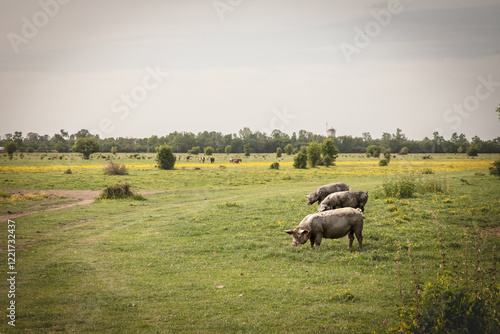 Mangalica pigs graze on a rural pasture, highlighting traditional Serbian agriculture. Mangulica, or mangalica, is a breed of porks, typical from Hungary and Serbia, famous for its wooly coat. photo