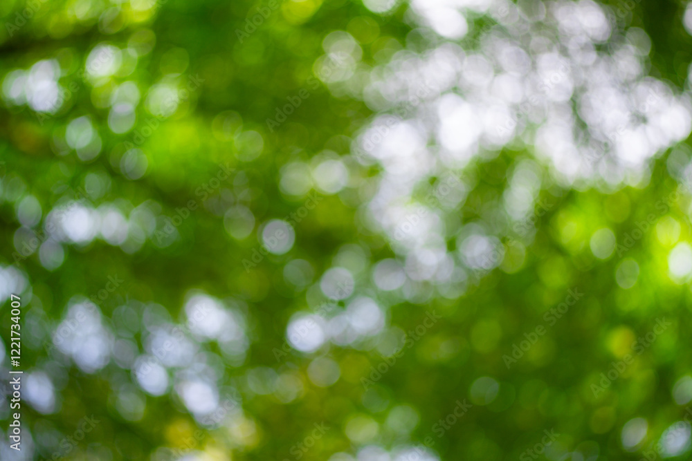 Obraz premium Green leaf background. Green leaf forest on blurred greenery background. Bokeh background. Green nature background. Green leaf in forest. Leaves plants blurred backdrop.