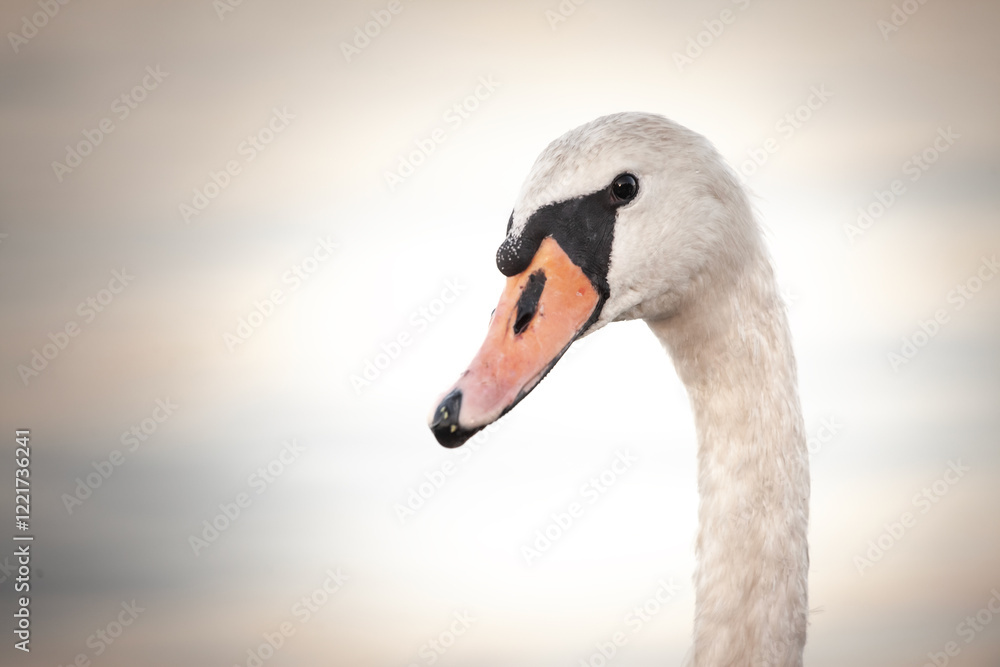 A close-up of a swan’s head in Belgrade, Serbia, emphasizing its elegant features and gentle presence by the Danube. Swans, or cygnus, are white bird from European rivers. A close-up of a swan’s head in Belgrade, Serbia, emphasizing its elegant features and gentle presence by the Danube. Swans, or cygnus, are white bird from European rivers.
