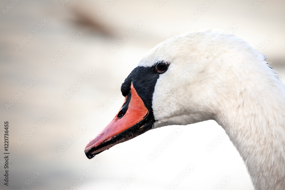 Obraz premium Closeup on a swan, headshot portrait of a black & white swan focusing on heads with typical curved neck and orange beak on danube river in serbia. Swans, or cygnus, are white bird from European rivers
