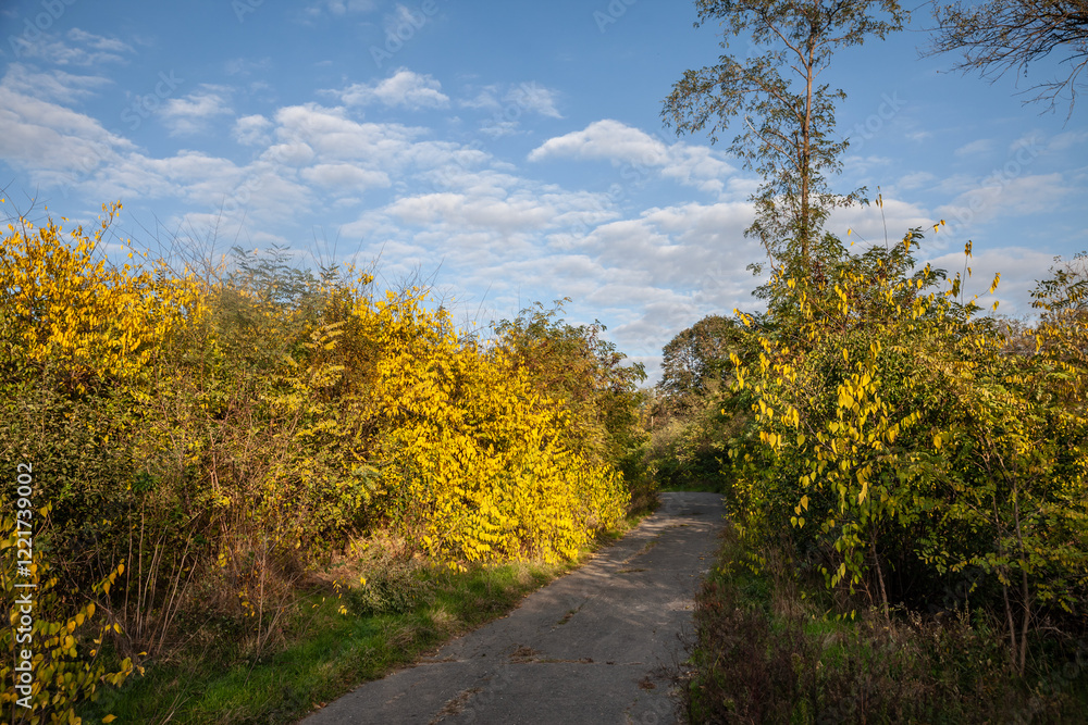 Fototapeta premium A serene forest path surrounded by autumn foliage in Deliblatska Pescara, Serbia. The image showcases the natural beauty of this unique nature reserve, ideal for hiking and exploration.
