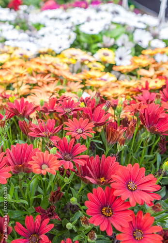 Dimorphotheca ecklonis also known as Cape Marguerite photo