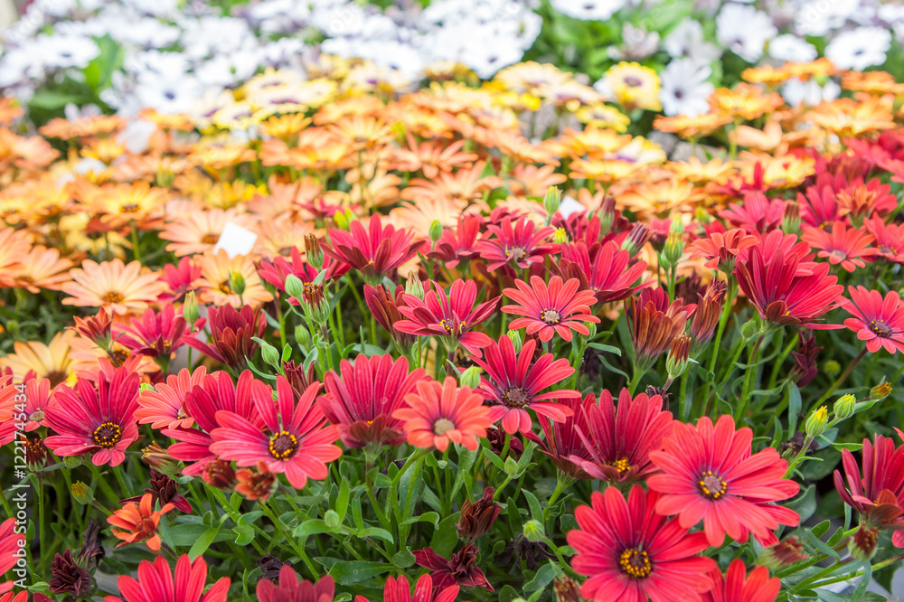 Dimorphotheca ecklonis also known as Cape Marguerite