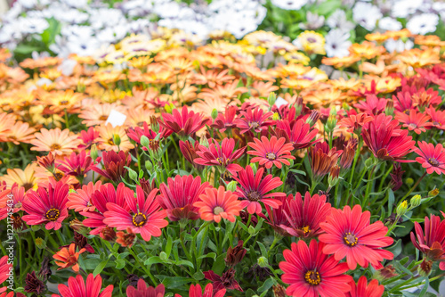 Obraz na płótnie Dimorphotheca ecklonis also known as Cape Marguerite w salonie