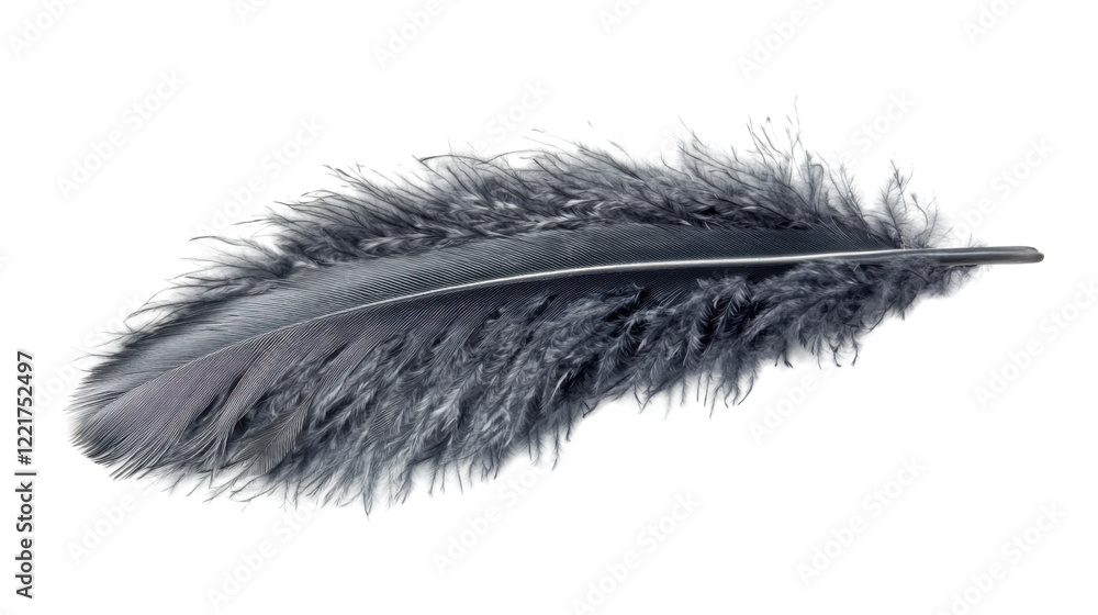 Gray feather on transparent background Gray feather on transparent background