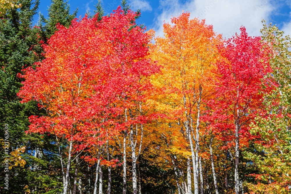 Naklejka premium Vibrant autumn foliage showcasing red and orange trees against a clear blue sky in a serene forest