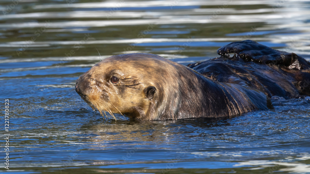 Fototapeta premium An Otter on the water.