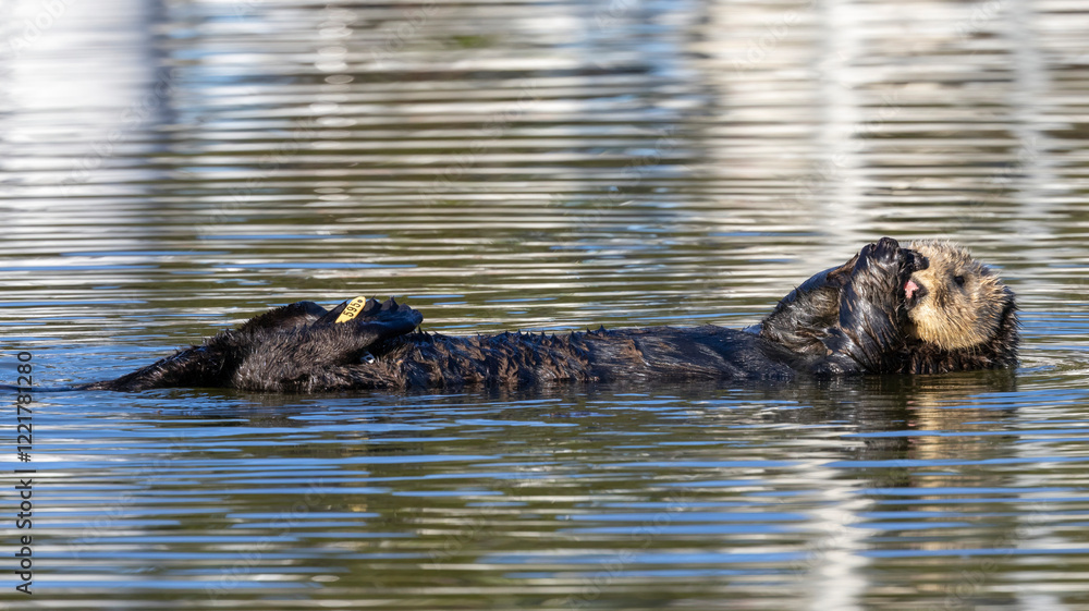 Fotografie An Otter on the water.